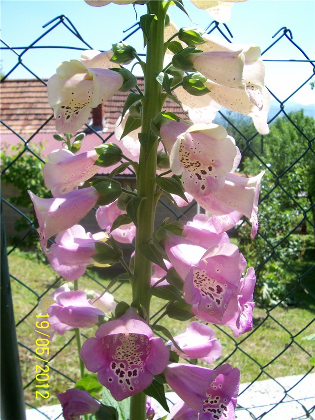 Digitalis